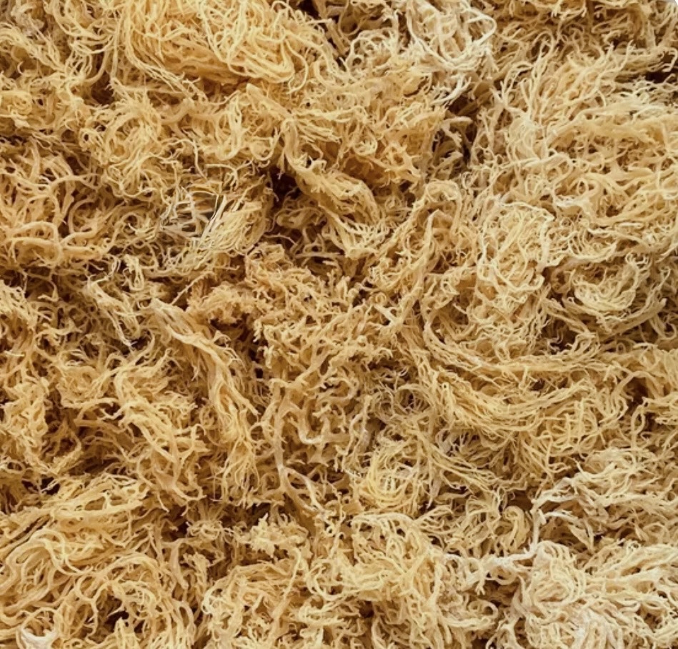SeaMossTer